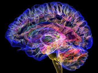 插小逼黄片观看大脑植入物有助于严重头部损伤恢复